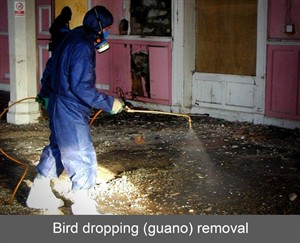 bird dropping guano removal