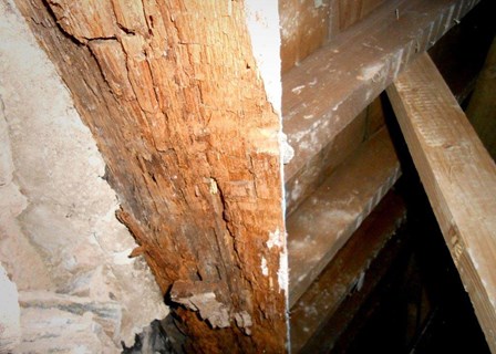 Dry rot in timbers; red crumbly wood, at The Guildhall, Derry, Northern Ireland