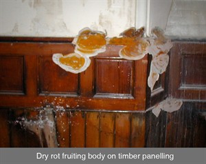 001 dry rot fruiting body wet rot timber damp dampness dampproofing dpc boron belfast dublin northern ireland NI