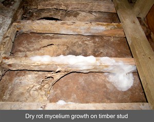 Dry rot mycelium growth on timber stud - NI - N Ireland - Northern Ireland - England - Scotland - wales - Dry Rot