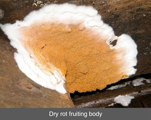 dry rot, fruiting body, decay, wet rot, timbe splice repair, damp timber, truss, wood, belfast, dublin, northern ireland, ni