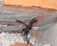The cavity wall ties were found to be rusted & corroded in the house in Belfast
