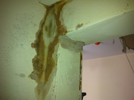 Dry rot fruiting body in this house, Belfast