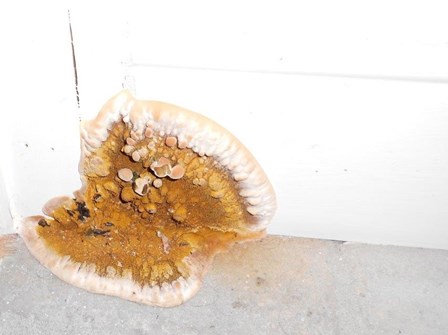 Dry rot fungus, Belfast, Northern Ireland
