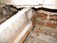Bearing ends of joists and trusses were found to be suffering from a dry rot infestation, Derry