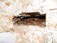 Dry rot, Derry: Dry rot was found in embedded timbers